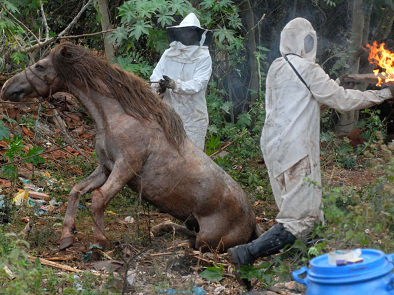 Ataque de abelhas mata cavalo em Ribeirão Preto - A Crítica de Campo Grande
