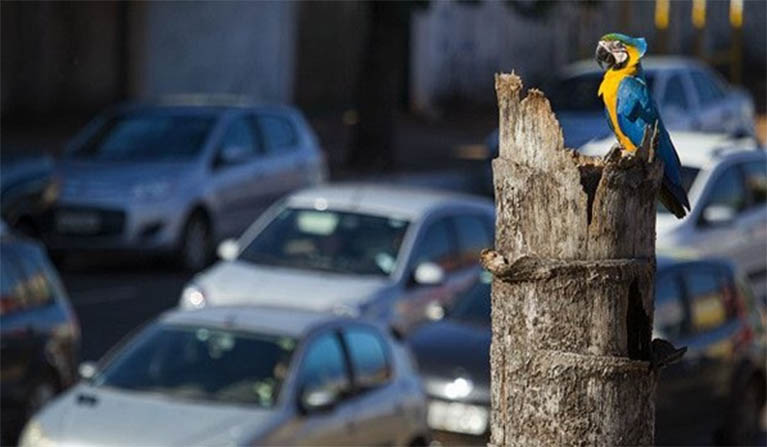 Ãrvores com ninhos de araras agora sÃ£o protegidas por lei em Campo Grande 