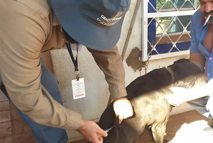 ApÃ³s morcego testar positivo para raiva, CCZ vacina animais no Centro de Campo Grande