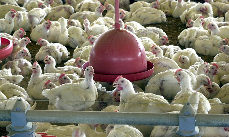 JapÃ£o suspende compra de aves e ovos de Mato Grosso do Sul apÃ³s registro de gripe aviÃ¡ria
