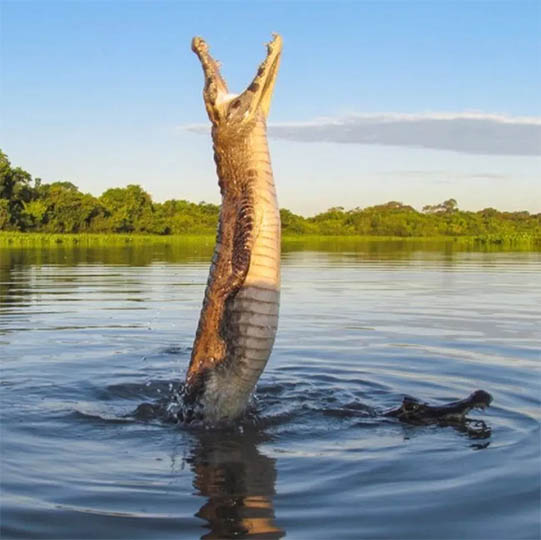 EmpresÃ¡rio fotografa jacarÃ© 'em pÃ©' para pegar piranha no ar nas Ã¡guas do Pantanal
