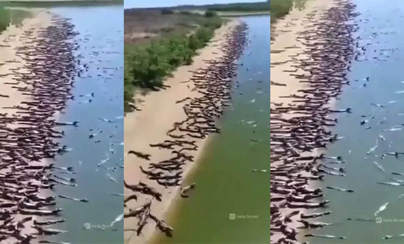 Radialista dos EUA posta vÃ­deo de jacarÃ©s em MS e inventa 'invasÃ£o de crocodilos' em praia