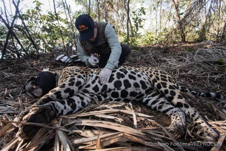 OnÃ§as mortas geram suspeita de envenamento de animais no Pantanal de Mato Grosso do Sul