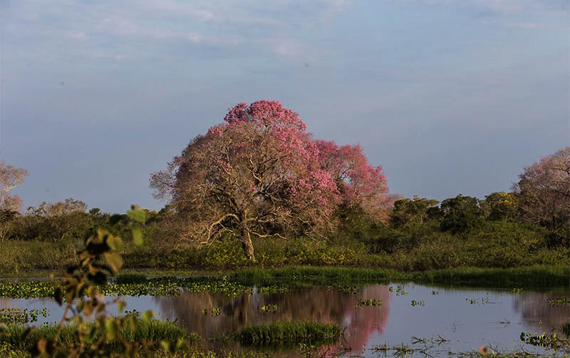 Governo de MS suspende licenÃ§as de supressÃ£o de vegetaÃ§Ã£o nativa no Pantanal