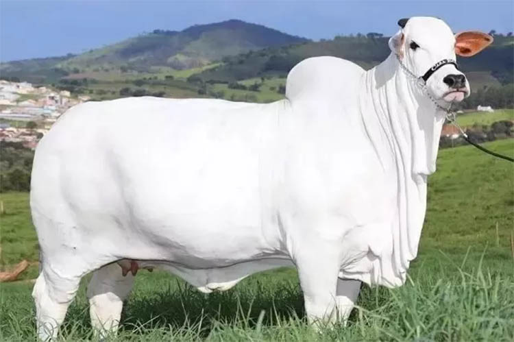 Uma vaca de R$ 8 milhÃµes